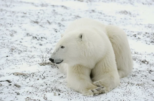 Portrait of a polar bear. Stock Picture