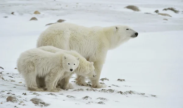 Polar she-bear with cubs. Stock Photo