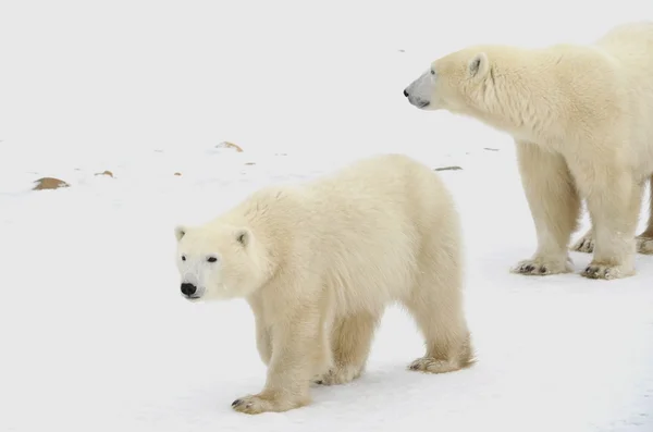 Dos osos polares . Imagen de stock