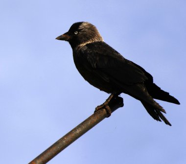 Corvus monedula