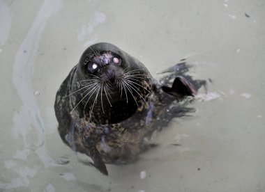 The Harbour(or Harbor) Seal. clipart