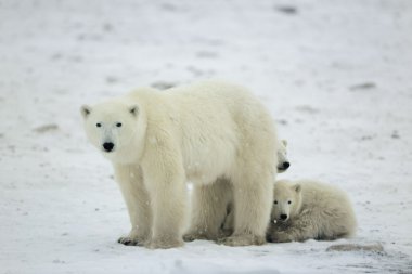 Polar she-bear with cubs. clipart