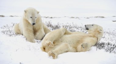 Two polar bears have a rest. clipart