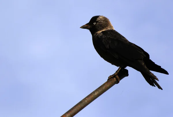 Corvus monedula — Fotografia de Stock