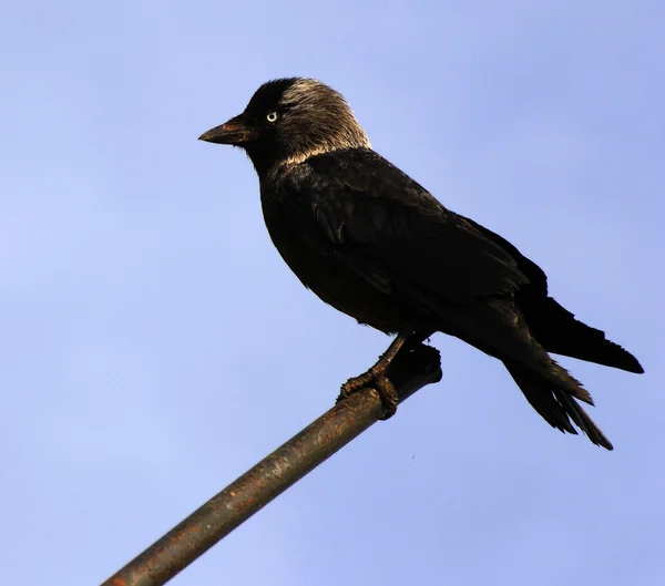 Corvus monedula — Foto Stock
