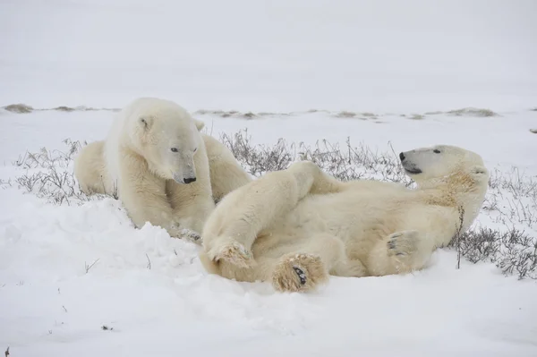 stock image Relax.