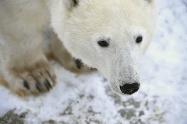 Porträt eines Eisbären. — Stockfoto