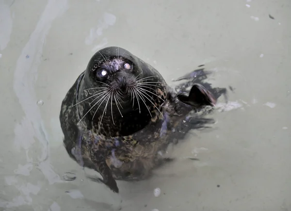 stock image The Harbour(or Harbor) Seal.