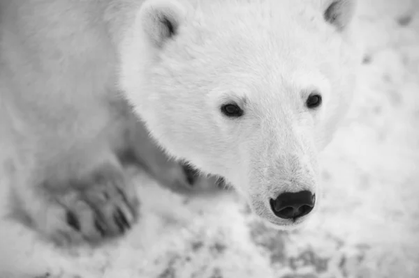 Portrét ledního medvěda. — Stock fotografie