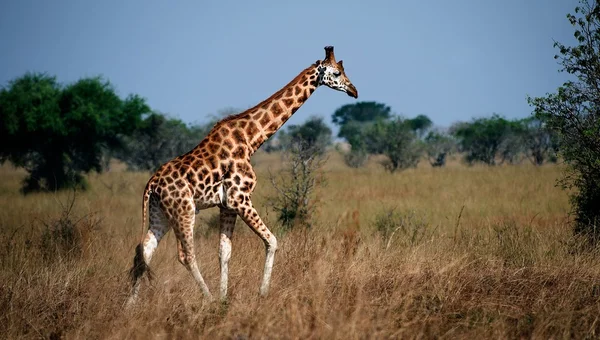Giraffa zsiráf — Stock Fotó