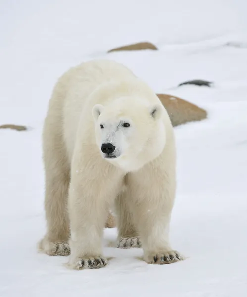 Retrato de un oso polar . Imágenes De Stock Sin Royalties Gratis