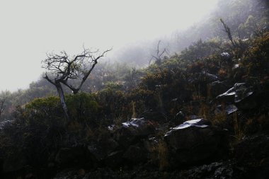 sisli sabah.