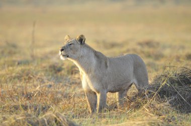 Lioness with prey. clipart