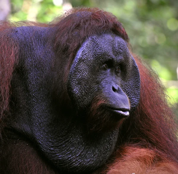 Das erwachsene Männchen des Orang-Utans. — Stockfoto