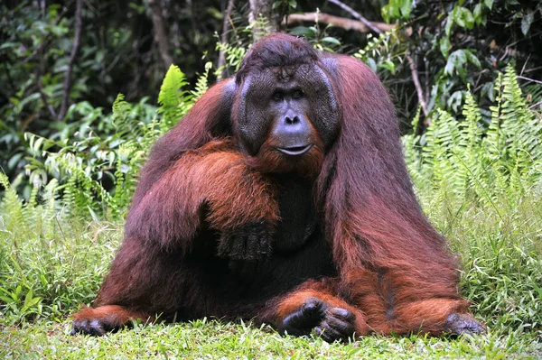 Den adulta hanen av orangutan. — Stockfoto