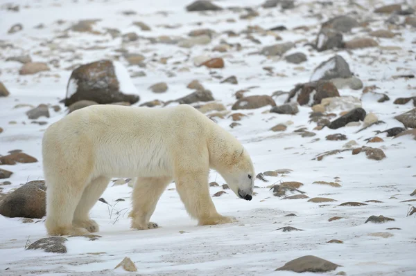 Lední medvěd stezky — Stock fotografie
