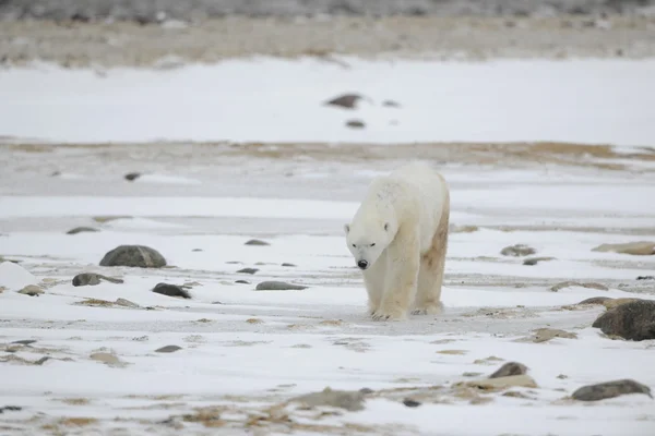 Porträt eines wandelnden Eisbären. lizenzfreie Stockfotos