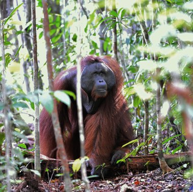 yetişkin erkek orangutanın.