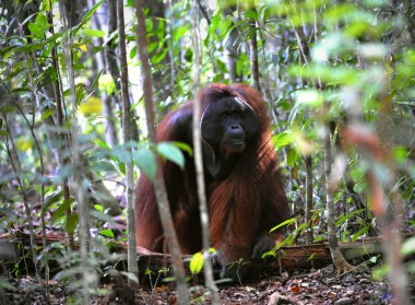 The adult male of the Orangutan. clipart