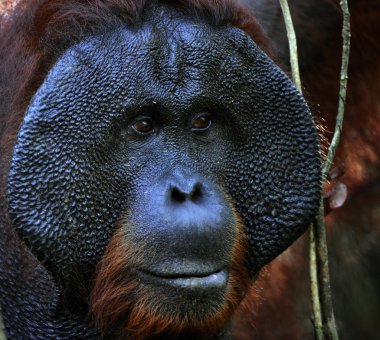 yetişkin erkek orangutanın.