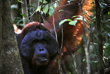 yetişkin erkek orangutanın.