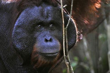 yetişkin erkek orangutanın.