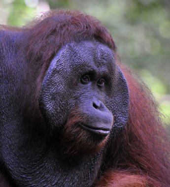 yetişkin erkek orangutanın.