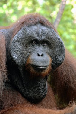 yetişkin erkek orangutanın.