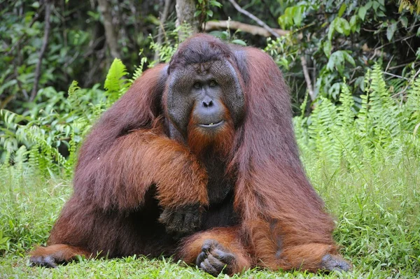 Взрослый мужчина орангутанга . — стоковое фото