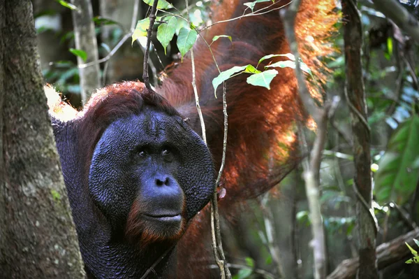 The adult male of the Orangutan. — Stock Photo, Image