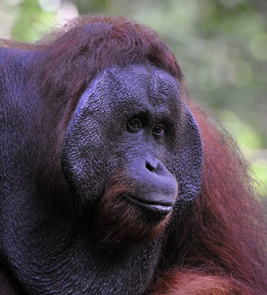 Yetişkin erkek orangutanın. — Stok fotoğraf