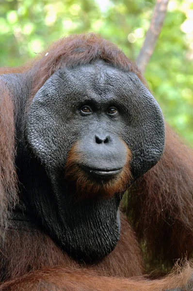 Il maschio adulto dell'orango . — Foto Stock