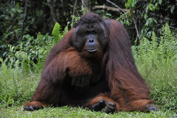 O macho adulto do orangotango . — Fotografia de Stock