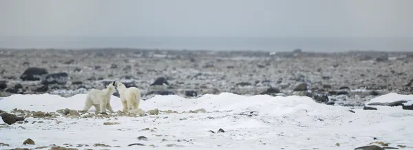 Iki kutup ayıları — Stok fotoğraf