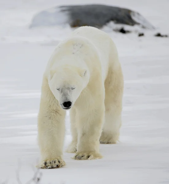 Белый медведь слепо идет — стоковое фото