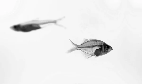 Transparent fishes. — Stock Photo, Image
