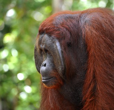 Alpha-male of the Orangutan. clipart