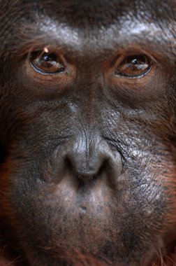 Orangutan Ben. clipart