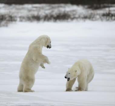 Fight of Polar bears. clipart