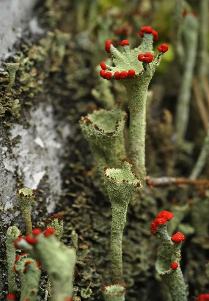 Lichene di renna — Foto Stock