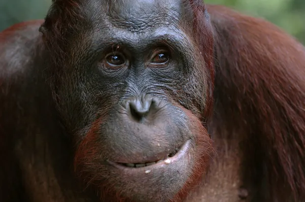 Orangutan Ben. — Zdjęcie stockowe