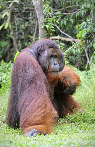 Alfa-maschio dell'Orangutan . — Foto Stock