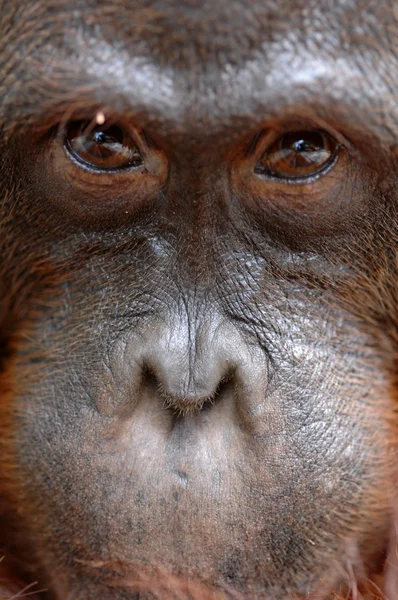 Orangutan Ben. — Stock Photo, Image