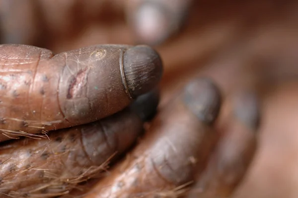 stock image Fingers of the orangutan.