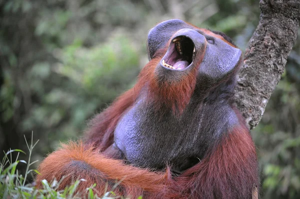 Gähnender Orang-Utan. — Stockfoto