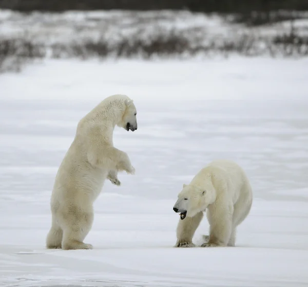 Luta de ursos polares . — Fotografia de Stock