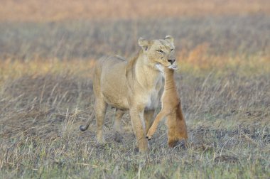 Lioness with prey. clipart