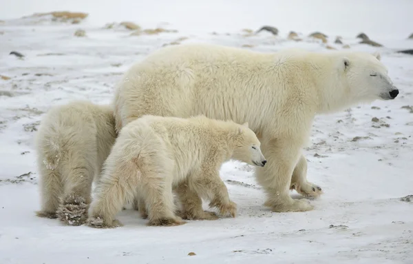 Polar hon-Björn med två bear cubs. Royaltyfria Stockfoton