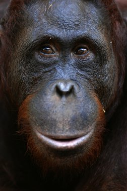 Orangutan Ben. clipart