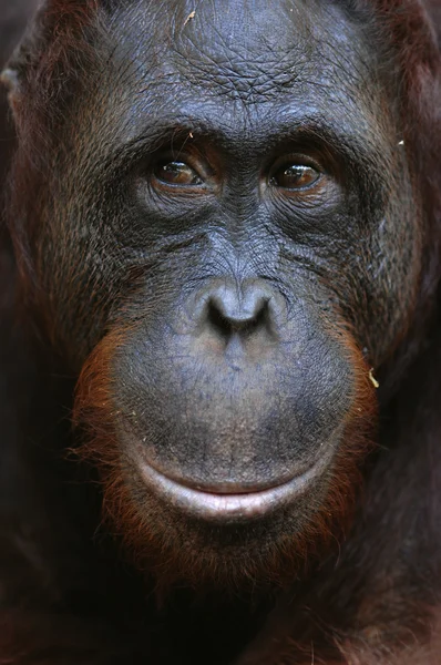 Бен, Орангутан . — стоковое фото
